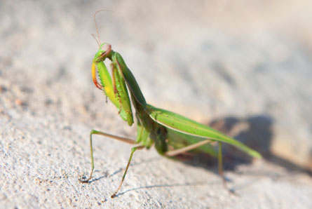 Power_of_walking_away_irena_jurca_1