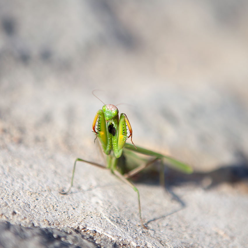 IRENA_JURCA_THE-POWER-OF-WALKINK-AWAY_2